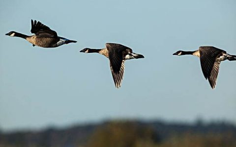 《摸鱼儿·雁丘词》