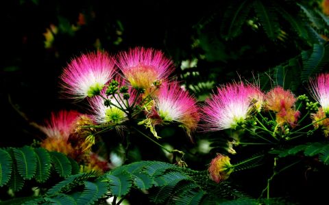 生查子·惆怅彩云飞 纳兰性德