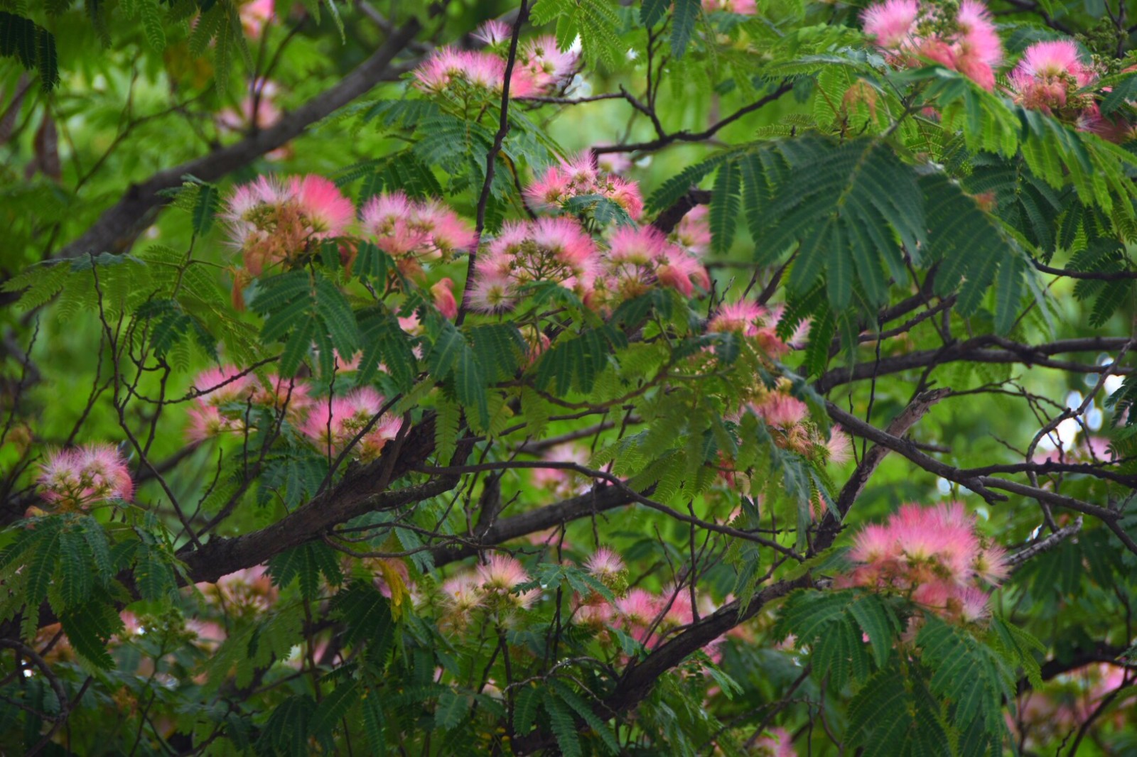 生查子·惆怅彩云飞