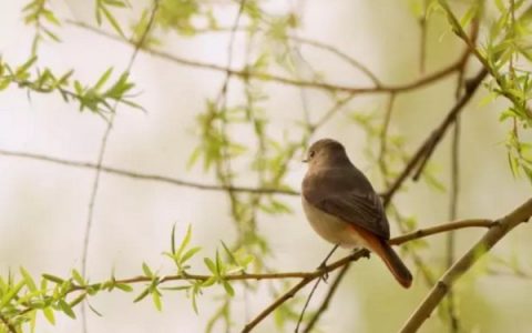 林清玄散文：圆通寺与冰淇淋