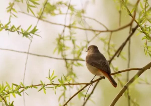 林清玄散文:圆通寺与冰淇淋